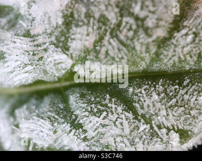 Ice Crystals on a green leaf Stock Photo