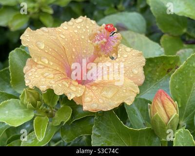 Raindrops on a yellow hibiscus flower Stock Photo
