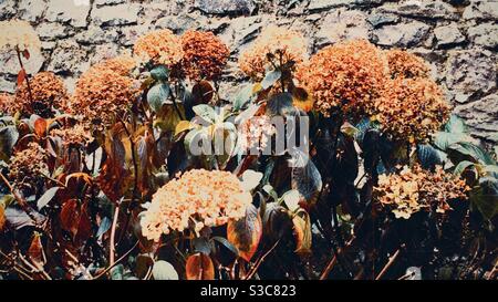 Dead flower heads of a hydrangea shrub in front of an old stone wall in winter Stock Photo