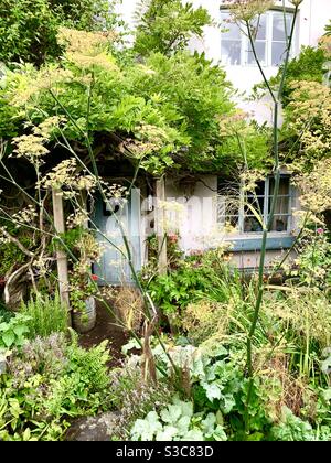 An over grown wild garden in front of an old Somerset cottage, with fennel and wisteria. Stock Photo