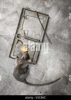 Dead rat in metal spring trap baited with peanut butter on concrete floor. No branding. Stock Photo