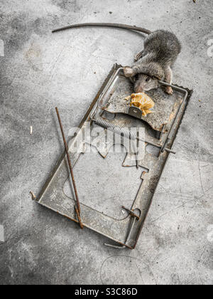 Dead rat in metal spring trap baited with peanut butter on concrete floor. No branding. Stock Photo