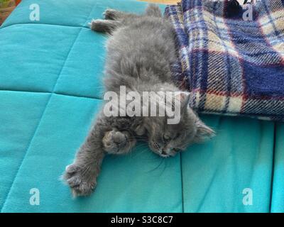 3 months old Blue Persian kitten resting on a blue sofa. Stock Photo