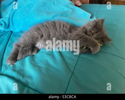 3 months old Blue Persian kitten lying on side on a blue sofa while playing with a toy. Stock Photo