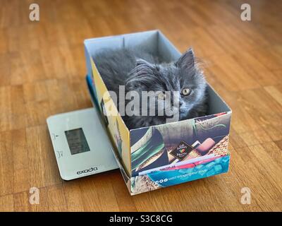 3 months old Blue Persian kitten sitting in the box on a kitchen scale. Stock Photo