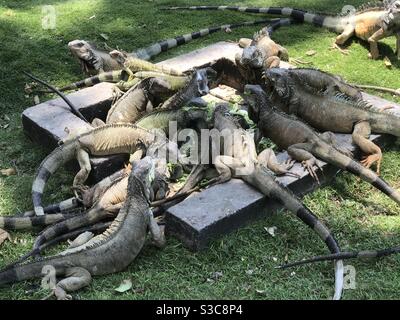 Group of iguanas in Iguana park in Guayaquil in Ecuador grass feed. Stock Photo