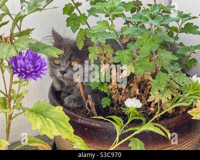 4 months old Blue Persian kitten sitting in a flower pot with purple peony flower in the foreground. Stock Photo