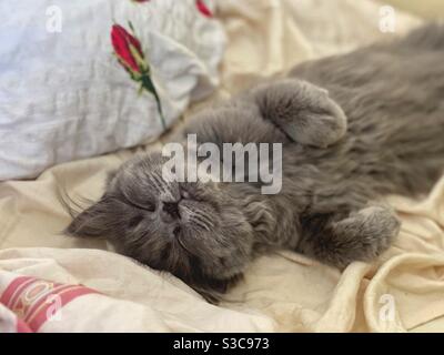 3 months old Blue Persian kitten sleeping on the back. Stock Photo