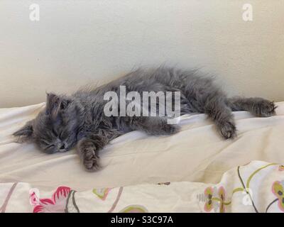 3 months old Blue Persian kitten sleeping on beige sheets. Stock Photo