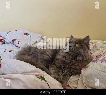 4 months old Blue Persian kitten resting in blankets in bed. Stock Photo