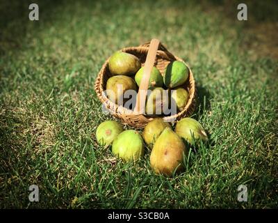 Green figs in a wooden basket Stock Photo