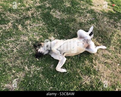 Stray dog sleeping comfortably on grass Stock Photo