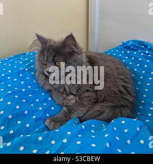 3 months old Blue Persian kitten restring on a blue pillow. Stock Photo