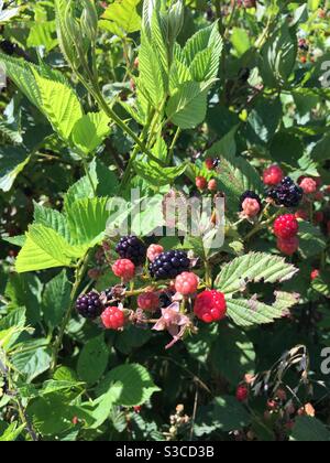 Blackberry at various stages of ripeness in closeup Stock Photo - Alamy
