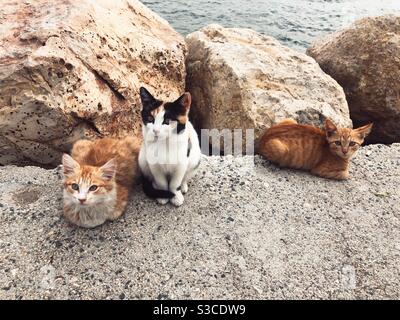 Three kittens sitting by the sea Stock Photo