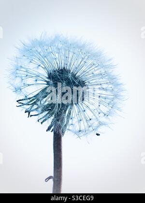 White fluffy dandelion with tiny black insect on it against white sky background Stock Photo