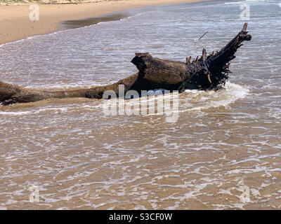 A fallen tree trunk and roots lying on the beach, engulfed in sea water Stock Photo