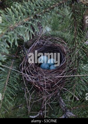 Robins nest Stock Photo