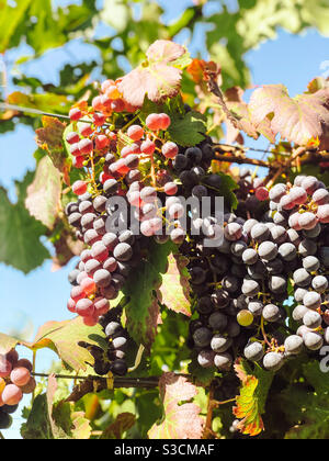 Wine grapes growing in a vineyard in the Finger Lakes, NY Stock Photo