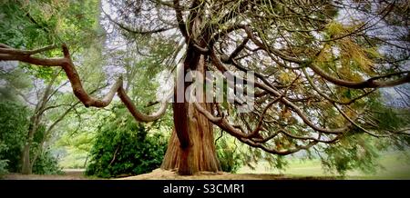 Magnolia Tree. Stock Photo