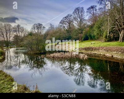 Pond and woodland landscape with tree reflections in water. Winter view Stock Photo