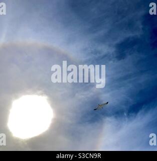 Seagull in flight against bright blue winter sky and sun halo Stock Photo