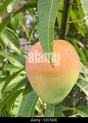 Mango in tree, colour shades from green to orange pink, stages of ripening Stock Photo