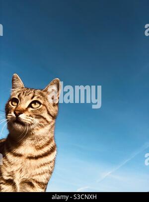 Portrait of a cat against blue sky Stock Photo - Alamy