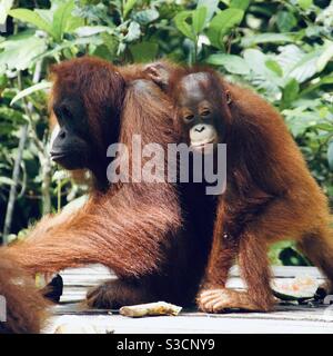 Mother and baby orangutans in Tanjung Puting National Park Kalimantan Indonesia Stock Photo