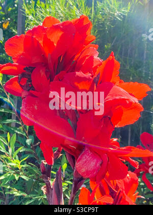 Stunning bright scarlet red Canna Lilies in a coastal garden, illuminated by the sunshine beaming through and glowing brilliantly Stock Photo