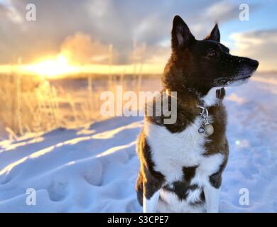 Karelian Bear Dog in Fairbanks, Alaska Stock Photo