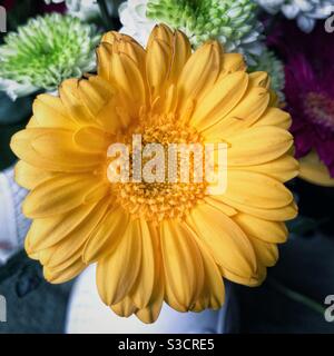 Yellow Gerbera. Stock Photo