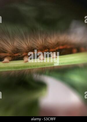 White Cedar Moth Caterpillar Leptocneria Reducta Stock Photo 188257241