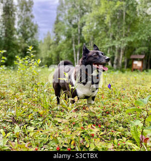 Karelian Bear Dog and wild monkshood and dogwood. Fairbanks, Alaska Stock Photo