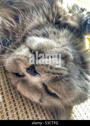 Spoiled Grey British long hair cat laying upside down Stock Photo