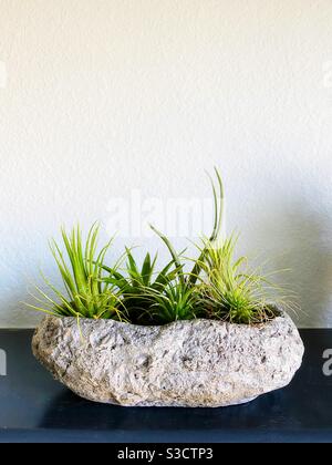 Tillandsia (air plants) in a pot on a shelf. Stock Photo