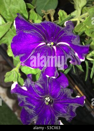 Japanese morning glory Stock Photo