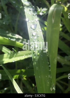 Sun shining through globs of rain on blades of grass during a break in the storm clouds. Stock Photo