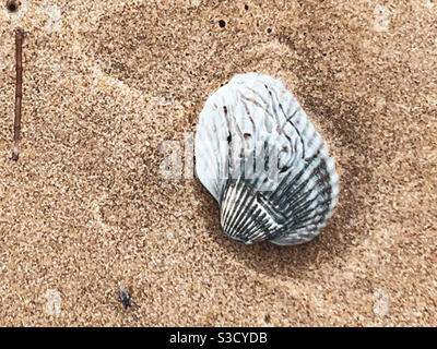 Pretty grey and white shell on the swirly sandy beach Stock Photo
