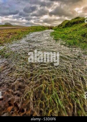 Flooded common Stock Photo