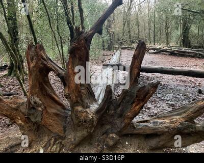 Fallen tree after storm with roots in the air Stock Photo