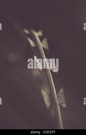 Sharp razor wire in a vintage image with copy space Stock Photo