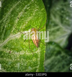 A garden spider between the leaves Stock Photo