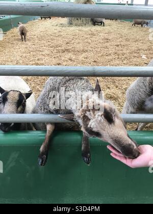 Sheep being hand fed through railings Stock Photo