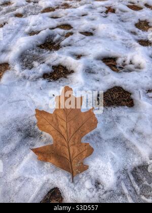 A solo oak leaf on the snow. Stock Photo