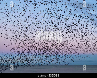 Aberystwyth, West Wales, UK. Friday 5th February 2021. Weather: A spectacular murmuration as thousands of starlings emerge from the Royal Pier. Photo Credit ©️ Rose Voon / Alamy Live News. Stock Photo