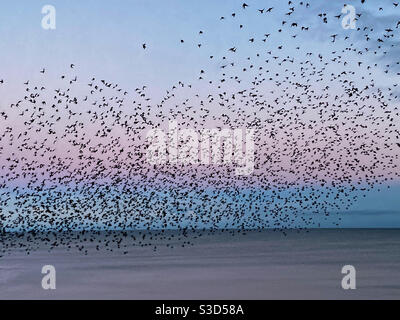 Aberystwyth, West Wales, UK. Friday 5th February 2021. Weather: A spectacular murmuration of starlings this morning in Aberystwyth after sunrise. Photo Credit ©️ Rose Voon / Alamy Live News. Stock Photo