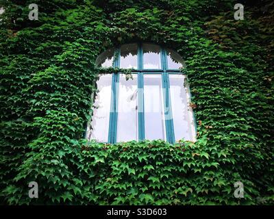 Window surrounded by green ivy Stock Photo