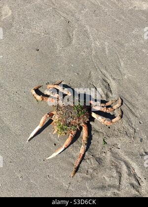 Dead crab washed up on beach Stock Photo