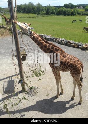A giraffe feeds on a branch at Folly Farm Adventure Park and Zoo, West Wales Stock Photo